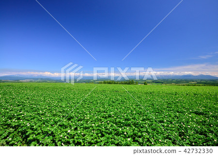 Biei no Oka 42732330