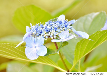 Hakuji hydrangea blooming in Mitaka Nakahara 42732385
