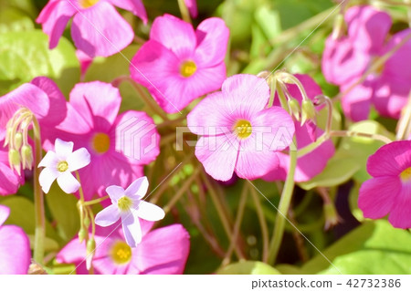 Benicarutabami blooming in Mitaka Nakahara 42732386