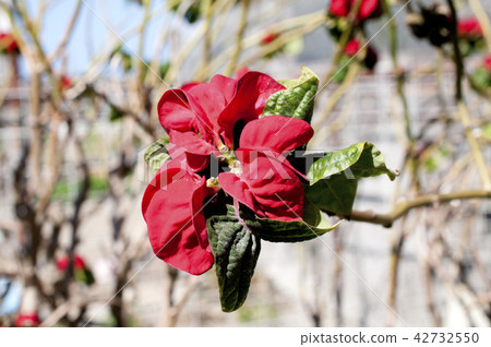 Poinsettia winter rose Poinsettia winter rose 42732550