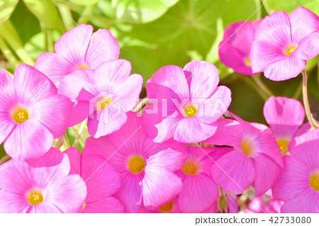 Benicarutabami blooming in Mitaka Nakahara 42733080