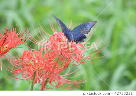 Higanki flowers and crows swallowtail Higanki flowers and crows swallowtail 42733231