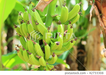 Fruit of the three scale banana 42733308