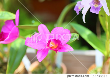 Cattleya flowers Cattleya flowers 42733315