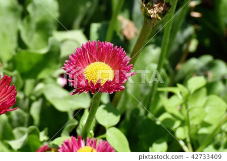 Red daisy which blooms in Mitaka Nakahara (daisies) Red daisy which blooms in Mitaka Nakahara (daisies) 42733409