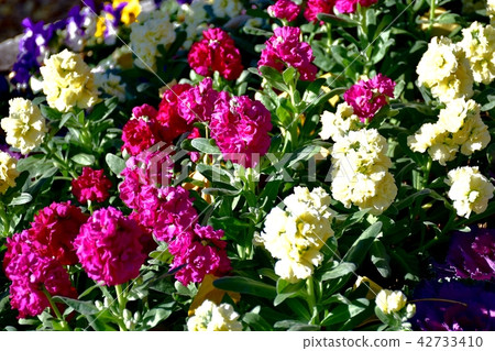 盛開在三鷹中原的股票 盛開在三鷹中原的股票 42733410