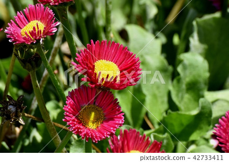 Red daisy which blooms in Mitaka Nakahara (daisies) Red daisy which blooms in Mitaka Nakahara (daisies) 42733411