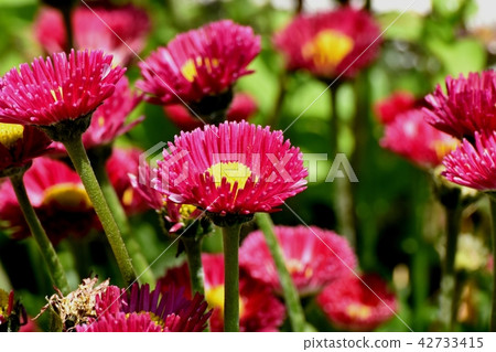 Red daisy which blooms in Mitaka Nakahara (daisies) Red daisy which blooms in Mitaka Nakahara (daisies) 42733415