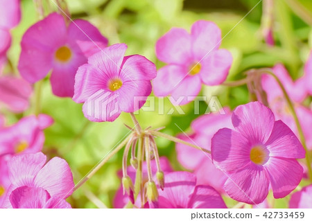 Benicarutabami blooming in Mitaka Nakahara 42733459