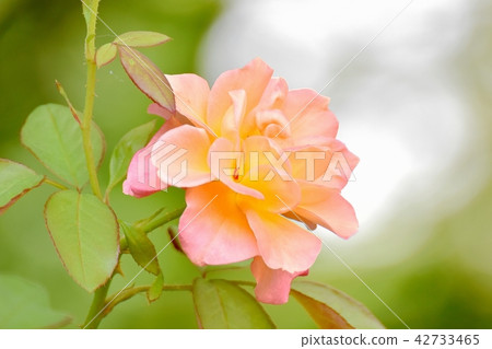 Rose of Anne Frank blooming in Mitaka Senkawa Park 42733465
