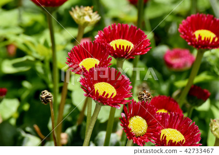 在三鷹中原(雛菊)綻放的紅色雛菊 在三鷹中原(雛菊)綻放的紅色雛菊 42733467