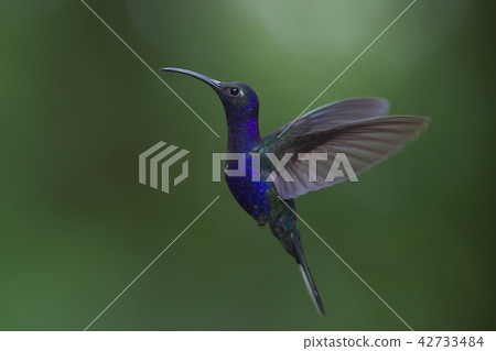 Murasaki Kenbune Hummingbird (Costa Rica) Murasaki Kenbune Hummingbird (Costa Rica) 42733484