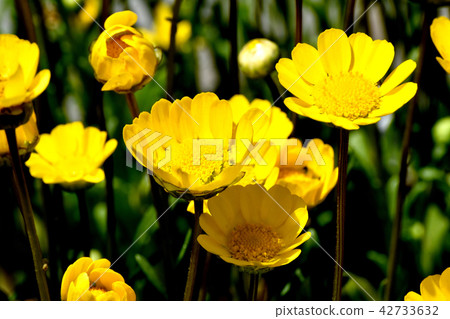 開花在三鷹中原的黃色Chrisan Celemas 開花在三鷹中原的黃色Chrisan Celemas 42733632