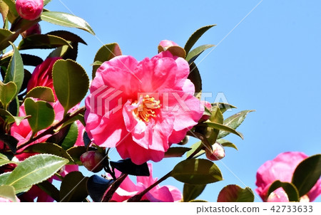 Kanzubaki blooming in Mitaka Nakahara (Yabutsubaki) 42733633