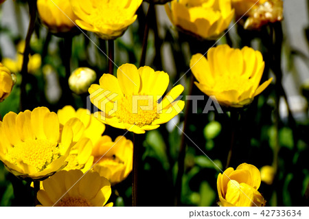 開花在三鷹中原的黃色Chrisan Celemas 開花在三鷹中原的黃色Chrisan Celemas 42733634