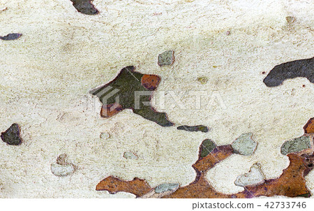 sycamore texture tree bark sycamore texture tree bark 42733746