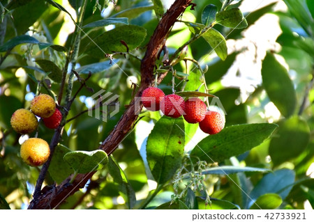 Fruit of strawberry becoming Mitaka Nakahara 42733921