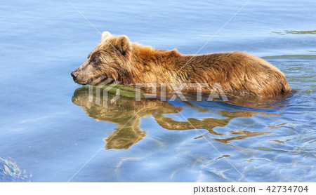 brown Kamchatka bear on the shore brown Kamchatka bear on the shore 42734704