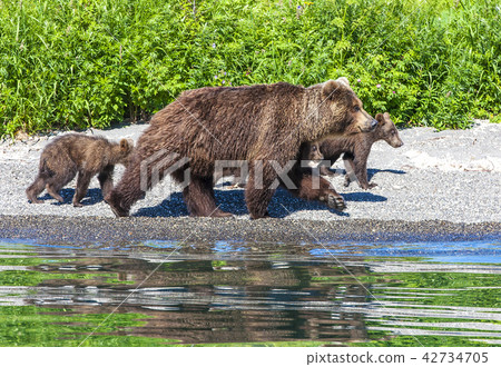 bear with three cubs on the lake with reflection bear with three cubs on the lake with reflection 42734705