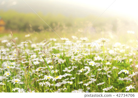 Wild chamomile flowers on a field on a sunny day Wild chamomile flowers on a field on a sunny day 42734706