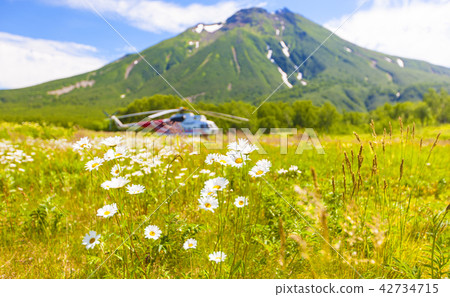 chamomile on the background of a volcano 42734715