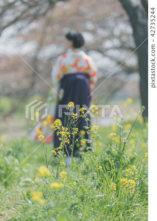 flower, female, females 42735244