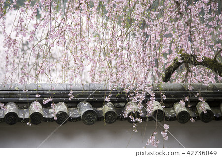 Spring of Hasegaji 42736049