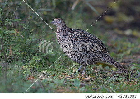 烏龜的雌性 42736092