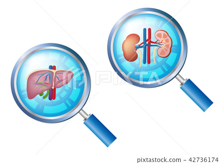 肝/腎圖像 42736174