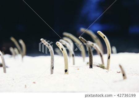 Thinnago沒有沙子 42736199