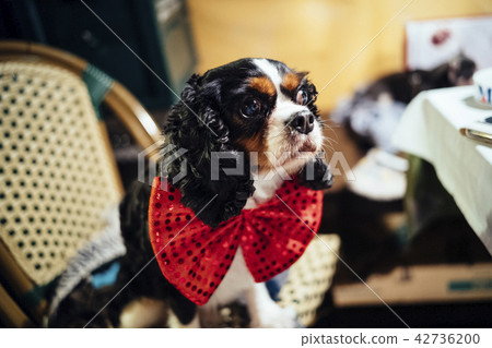 Dog with red ribbon 42736200