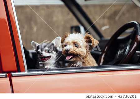 Two dogs looking forward to the drive 42736201