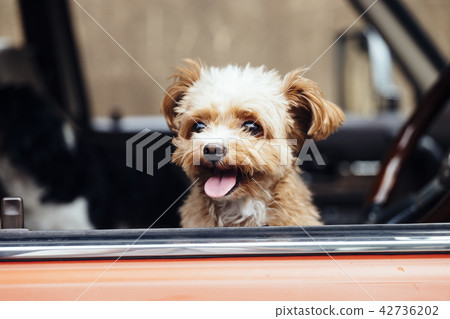 Dog laughing at face with car 42736202