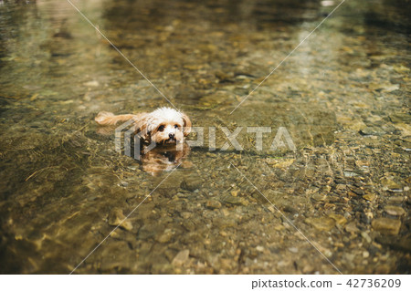 Dog playing in the river Dog playing in the river 42736209