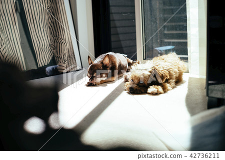 Two dogs doing sunbathing Two dogs doing sunbathing 42736211