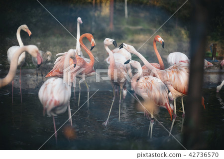 Flamingo fighting Flamingo fighting 42736570
