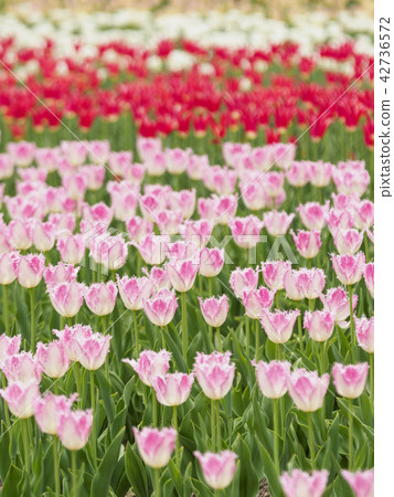 Tulip field (vertical composition, pink, red, white) 42736572