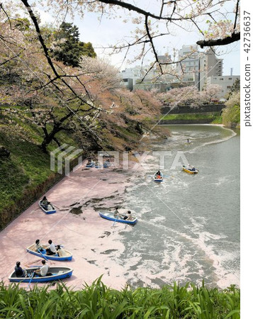 A tourist who enjoys Chidorigafuchi and board with pink dyeing of cherry blossoms (Tokyo) 42736637