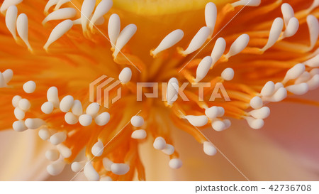 Macro photo of pink lotus flower 42736708