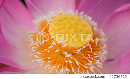 Macro photo of pink lotus flower 42736713