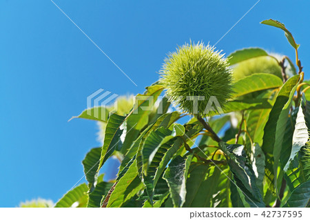 綠栗子（igaguri） 42737595