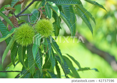 綠栗子（igaguri） 42737596