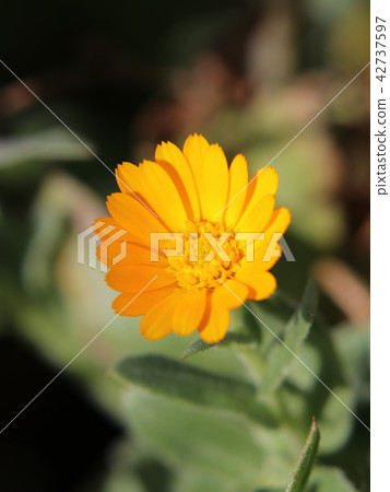 金盞花 42737597