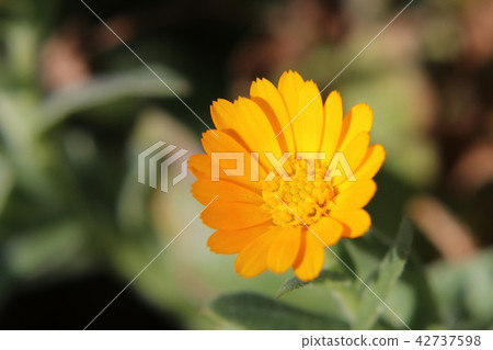 Calendula flowers 42737598
