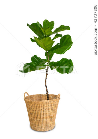 Potted Ficus Larata or Fiddle Leaf Fig Tree 42737806