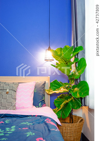 fiddle leaf fig tree in the bedroom. 42737809