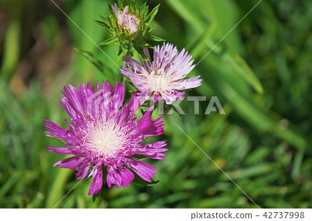 紫色Stokeesia花 紫色Stokeesia花 42737998