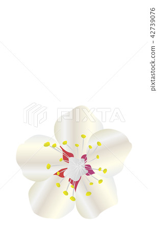 Prefectural Flower Simple Wakayama Ume Prefectural Flower Simple Wakayama Ume 42739076