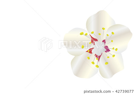 Prefectural Flower Simple Wakayama Ume Prefectural Flower Simple Wakayama Ume 42739077