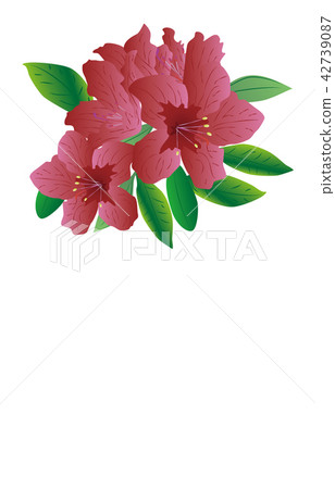 縣靜岡杜鵑花的花 縣靜岡杜鵑花的花 42739087